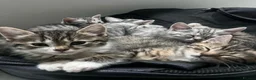 Domestic Shorthair cats for sale: Adorably 8 Week Old Fluffy Domestic Shorthairs - Advert 4