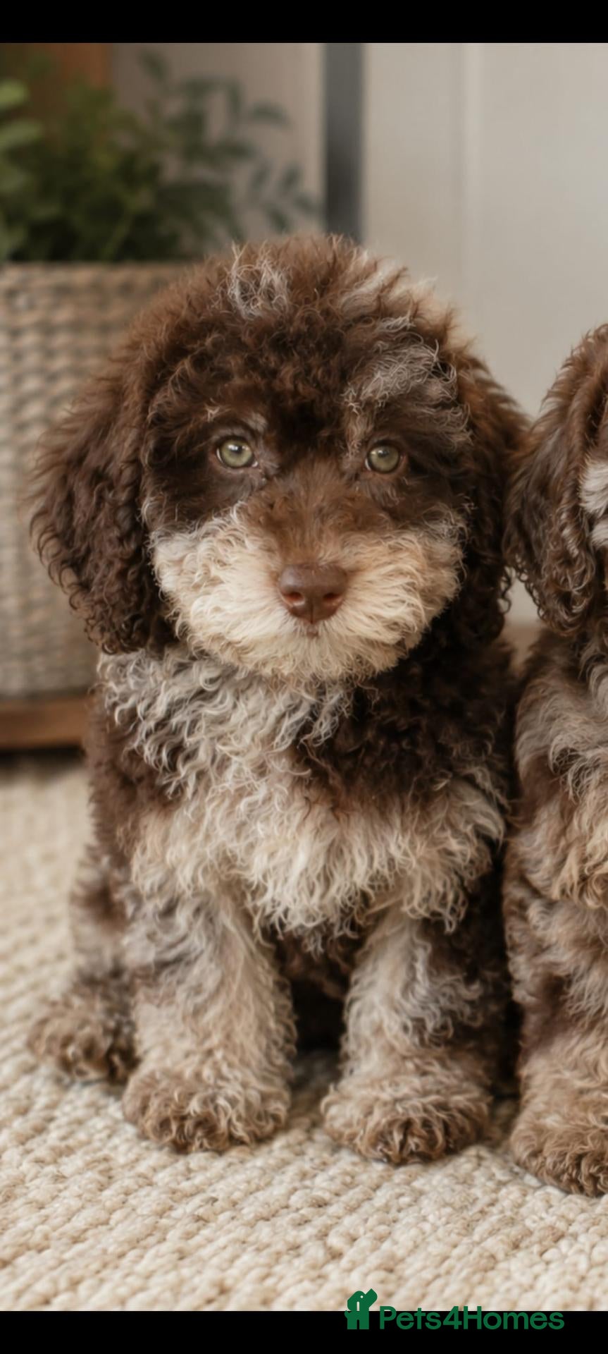 Toy Poodle dogs Choc merle boy - Advert 1