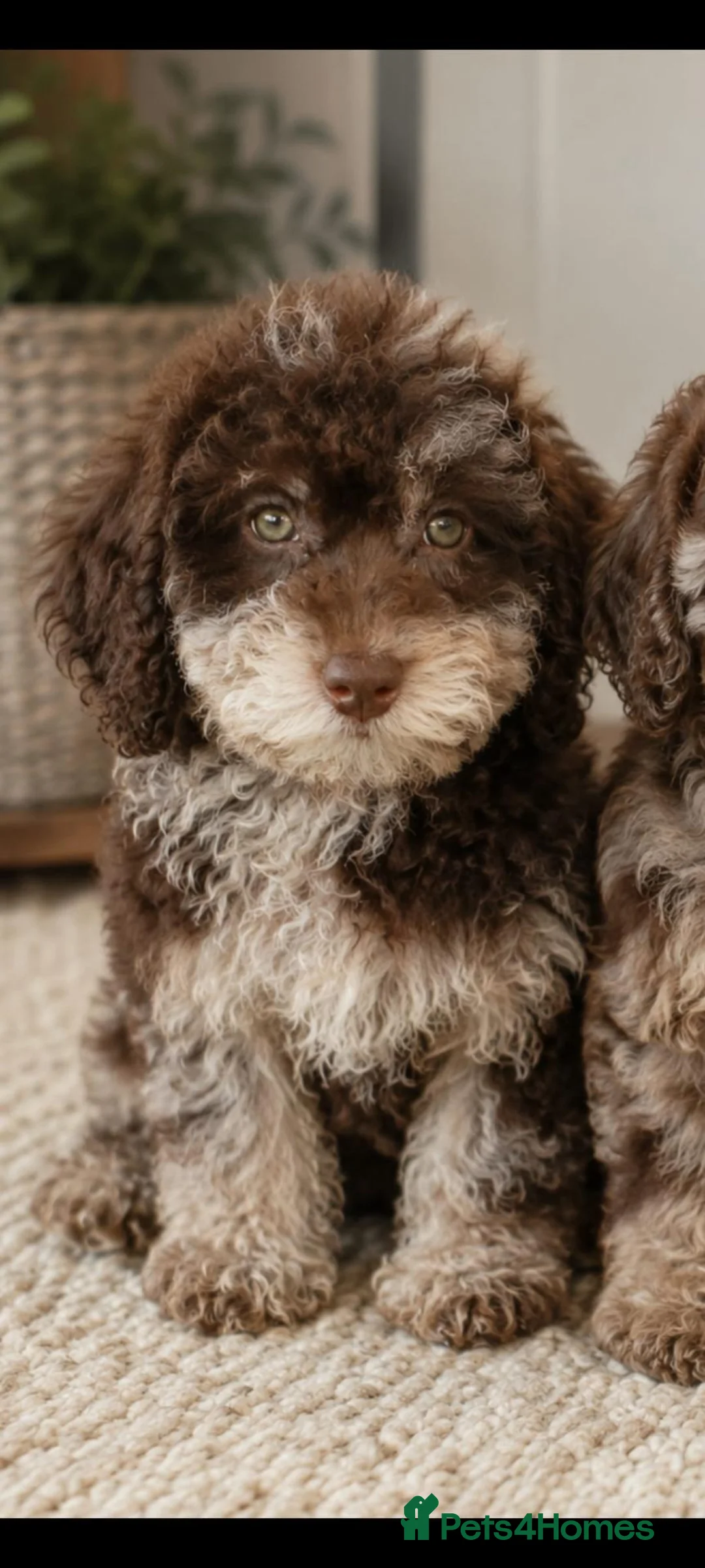 Toy Poodle dogs for sale: Choc merle boy - Advert 1