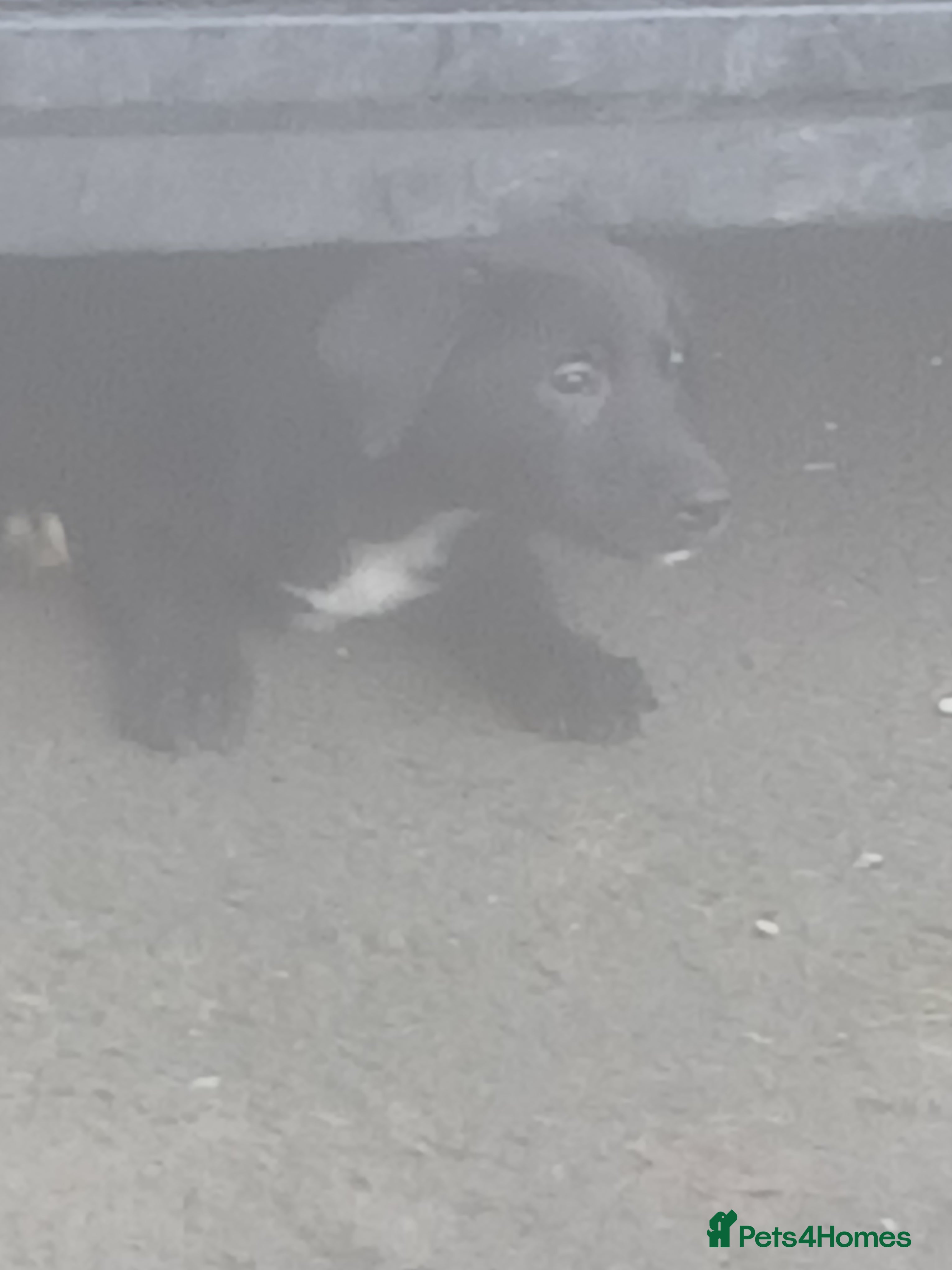 Borador dogs 8beautiful borador pups ready 4 their 4ever homes  - Advert 13