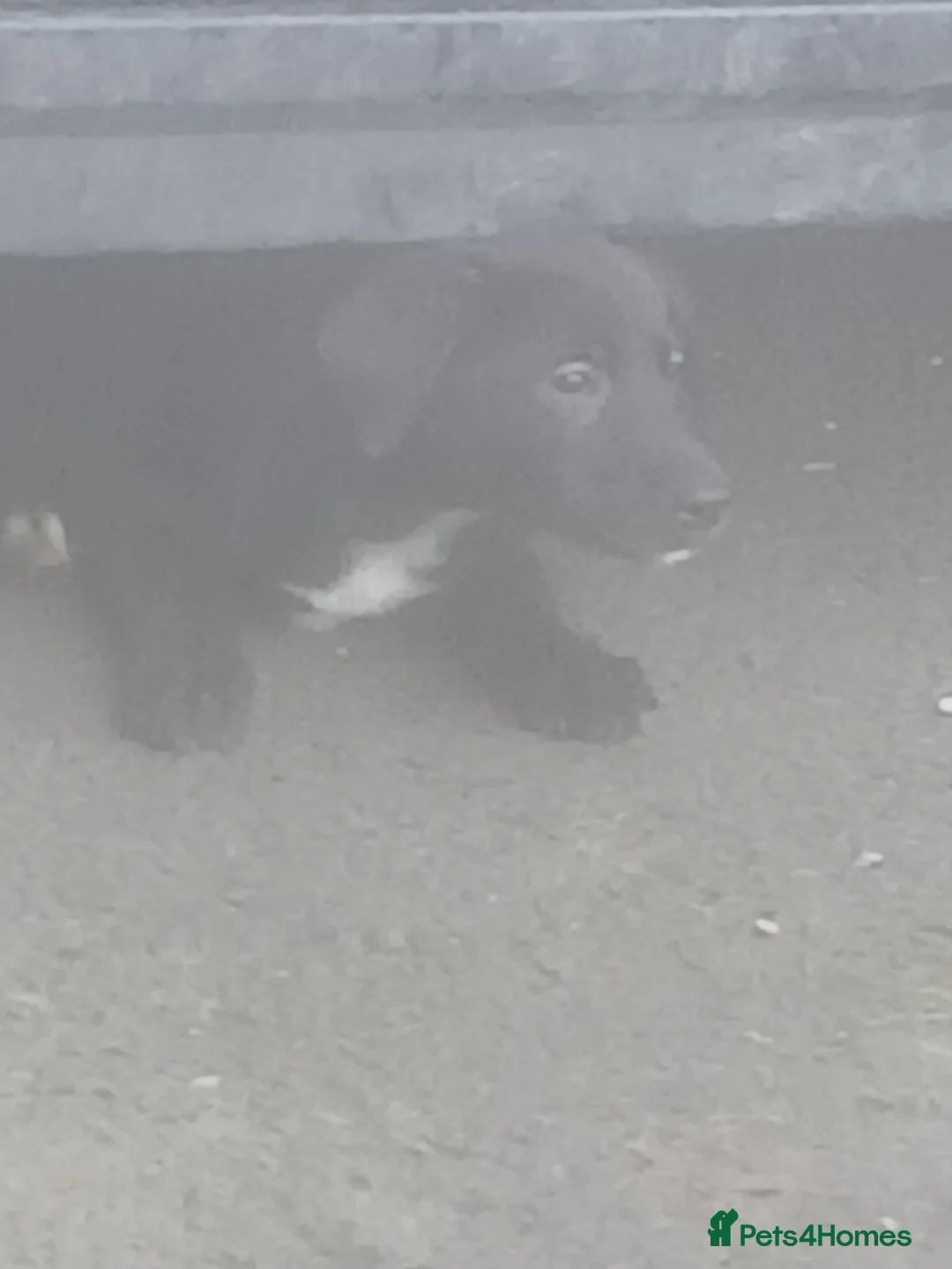 Borador dogs for sale: 8beautiful borador pups ready 4 their 4ever homes  - Advert 1