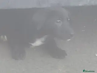 Borador dogs 8beautiful borador pups ready 4 their 4ever homes - Advert 4