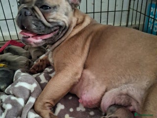 French Bulldog dogs - Advert 2