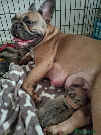 French Bulldog dogs - Advert 2