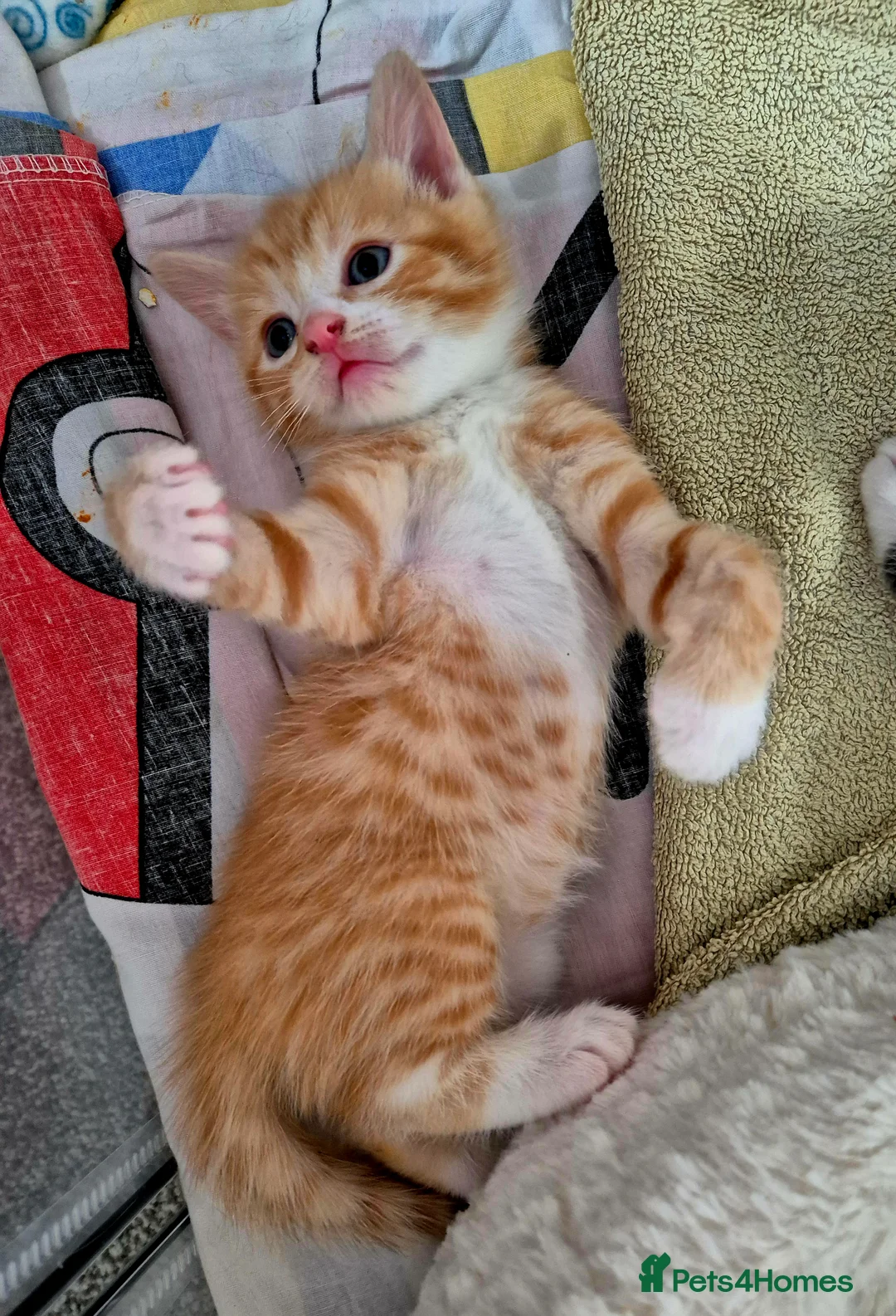 Mixed Breed cats for sale: Adorable Trio(1 boy,1 girl)ready for Loving Homes - Advert 2