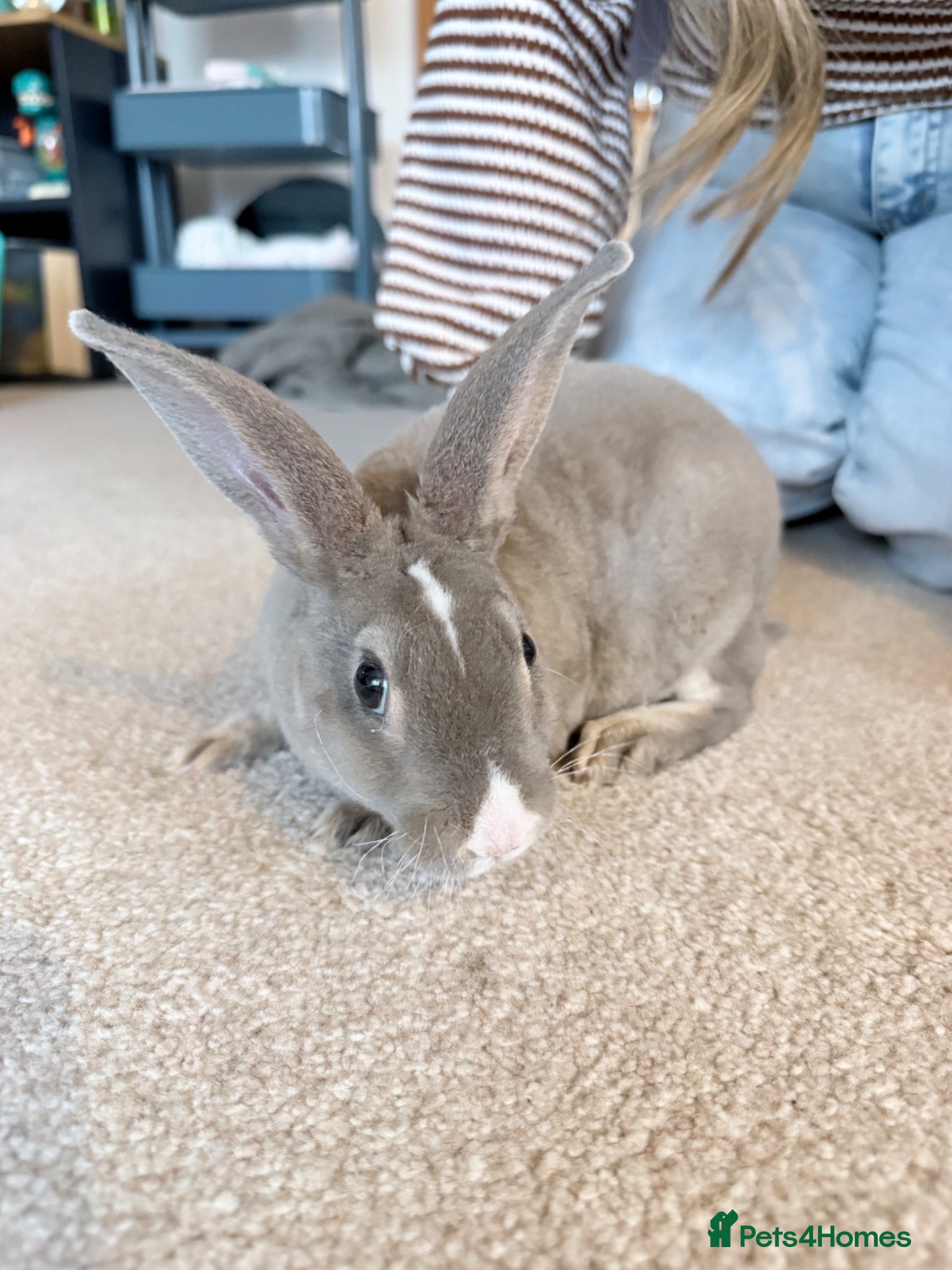 Mixed Breed rabbits Grey bunny - Advert 2