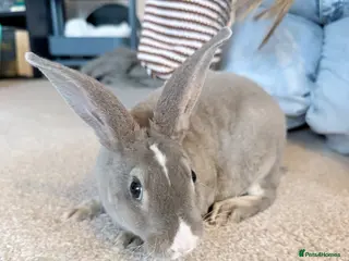 Mixed Breed rabbits Grey bunny - Advert 2