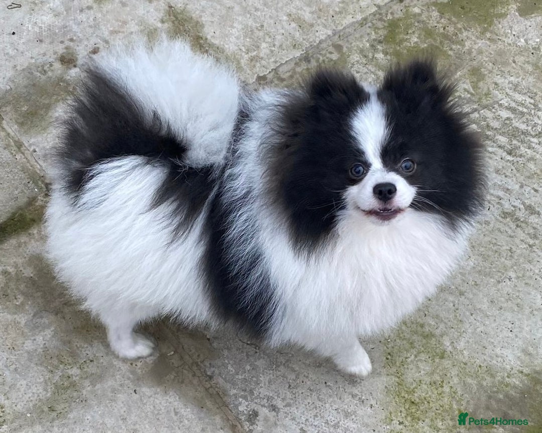 Pomeranian dogs for sale: Kc rainbow 🌈 Pomeranians  - Advert 11