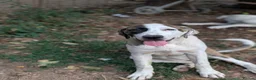 Mixed Breed dogs for adoption: Bop is looking for a family  in Brighton - Advert 2