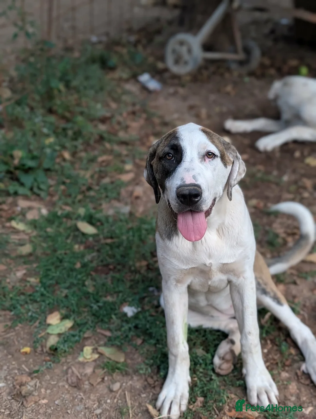 Mixed Breed dogs for adoption: Bop is looking for a family  in Brighton - Advert 2