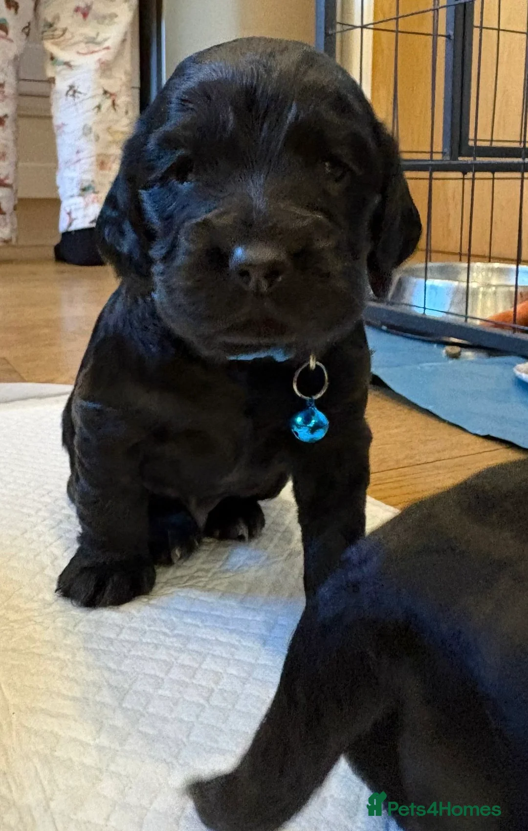 Cocker Spaniel dogs for sale: Cocker Spaniel males - Advert 2