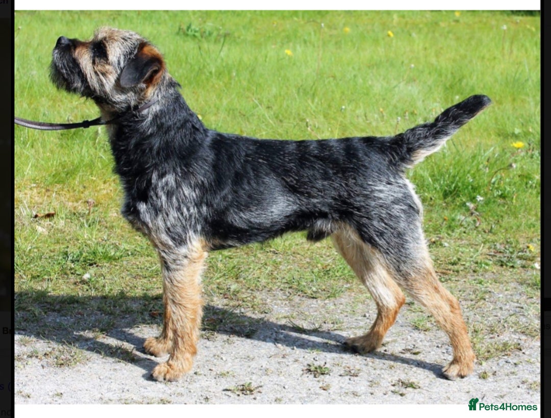 Border Terrier dogs for sale: TOP QUALITY BORDER TERRIER PUPPIES  - Image 3