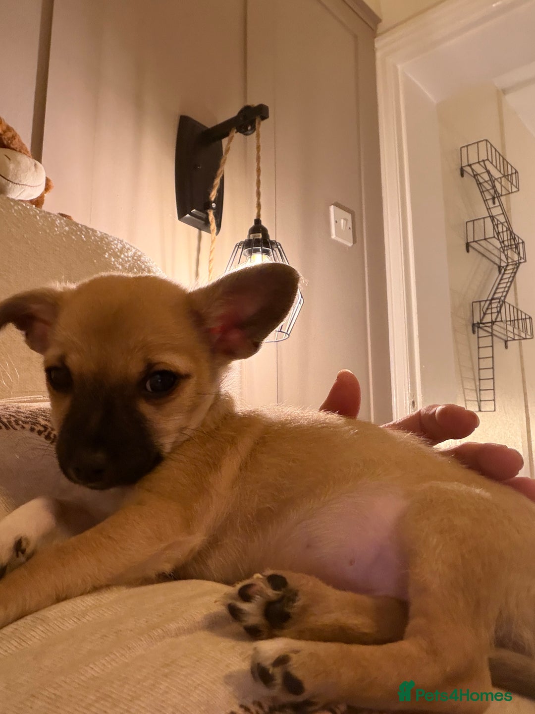 Chihuahua dogs for sale: Beautiful chihuahua cross pup - Advert 2
