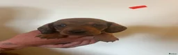 Dachshund dogs for sale: Teckel puppies for sale - Advert 7
