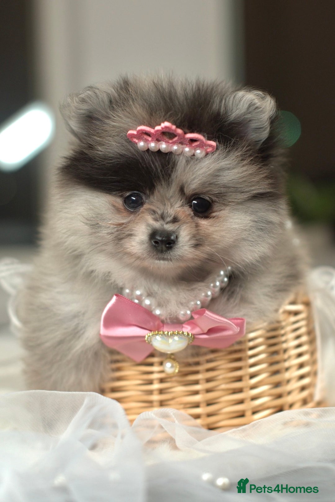 Pomeranian dogs for sale: ✨Tiny Teddy Face 🐻 KC Registered Parents ✨ - Image 12