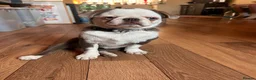 Jug dogs for sale: Molly the jug  - Advert 3