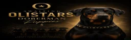 Dobermann dogs for sale: LITTER DUE 18th JUNE  in Northwich - Advert 1