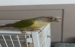 Conures birds for sale: Conure for sale  - Image 2