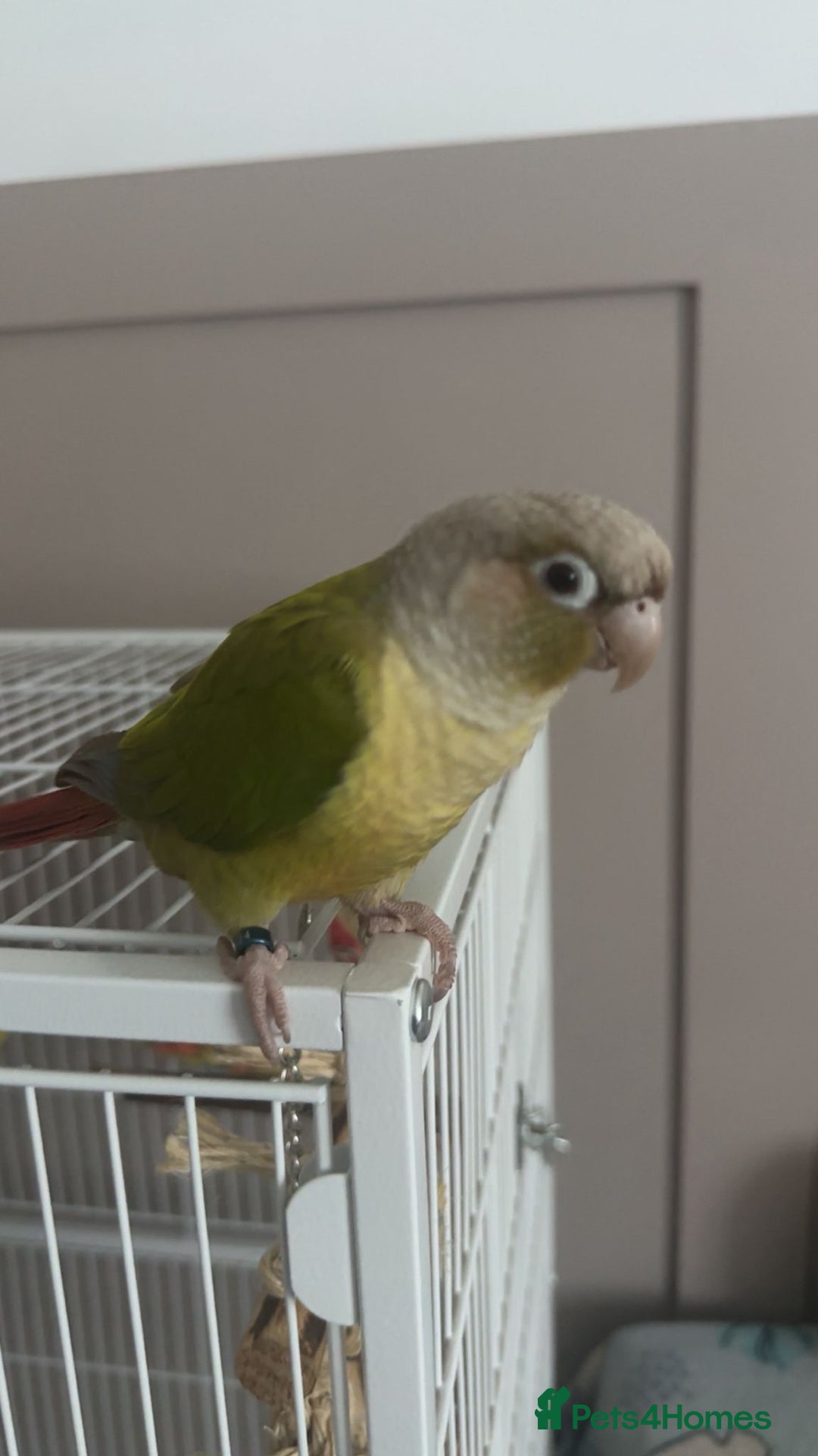 Conures birds for sale: Conure for sale  - Image 2