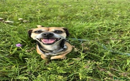 Mixed Breed dogs for adoption: Little Sophia is looking for her forever home!  - Image 3