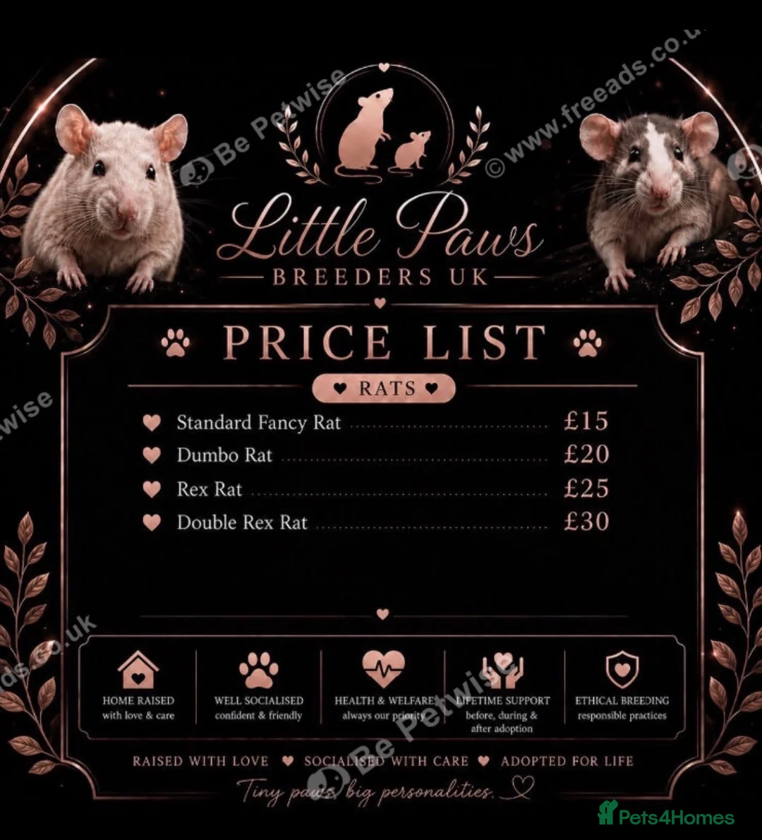 Rat rodents for sale: Baby rats 6 weeks to 8weeks old  - Advert 6