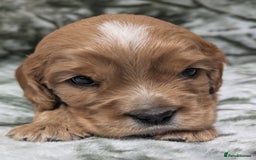 Cockalier dogs for sale: Stunning Health Tested Cockalier Puppies - Image 13