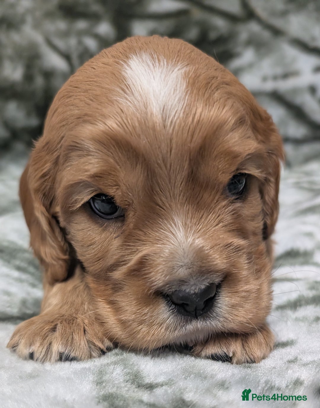 Cockalier dogs for sale: Stunning Health Tested Cockalier Puppies - Image 13