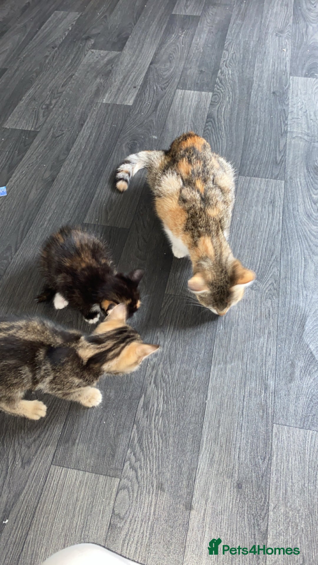 British Shorthair cats for sale: 4 beautiful kittens - Image 6