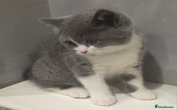 British Shorthair cats for sale: GCCF British Shorthair Kittens Champion Bloodlines - Image 2