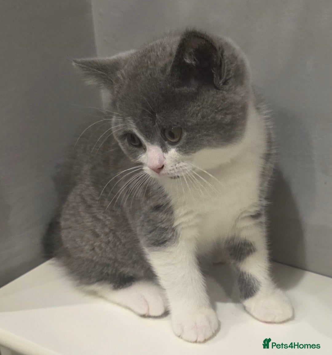 British Shorthair cats for sale: GCCF British Shorthair Kittens Champion Bloodlines - Image 2