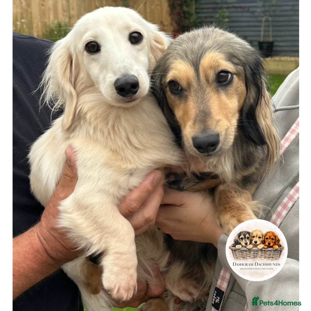 Miniature Dachshund dogs for sale: KC Long Haired Shaded Cream Miniature Dachshund - Advert 3