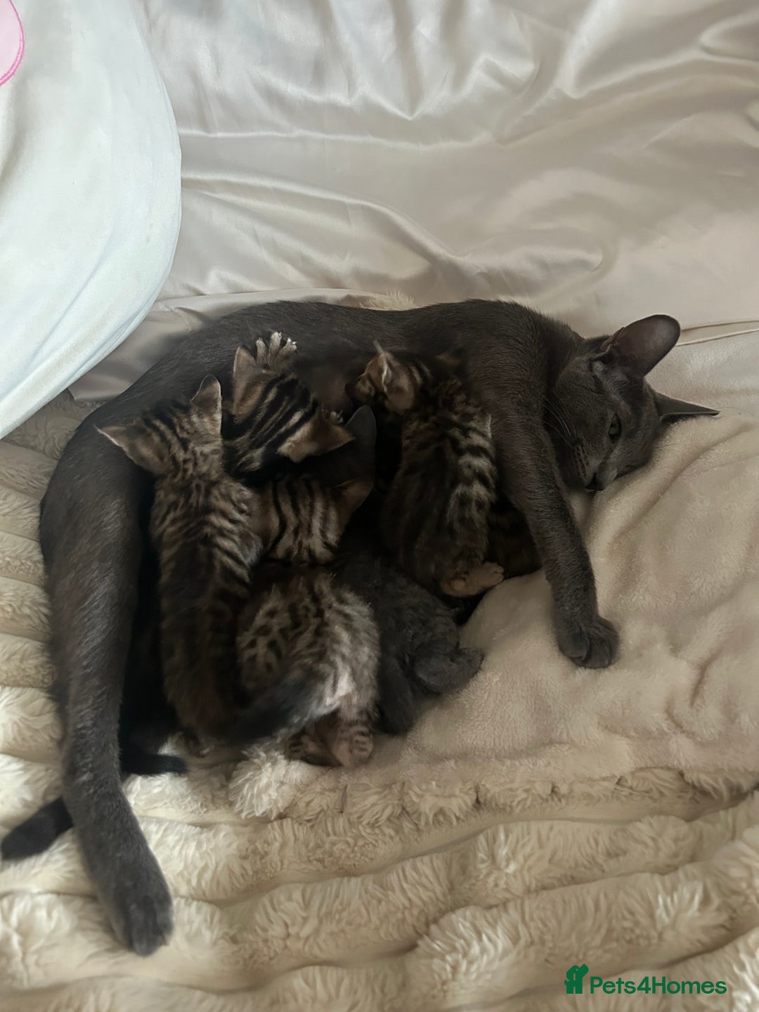 Mixed Breed cats for sale: Oriental cross kittens  - Advert 18