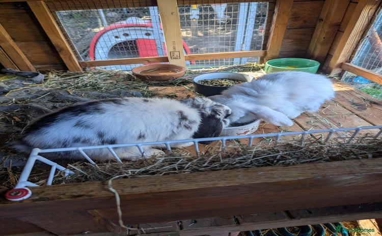 Mini Lop rabbits - Advert 8