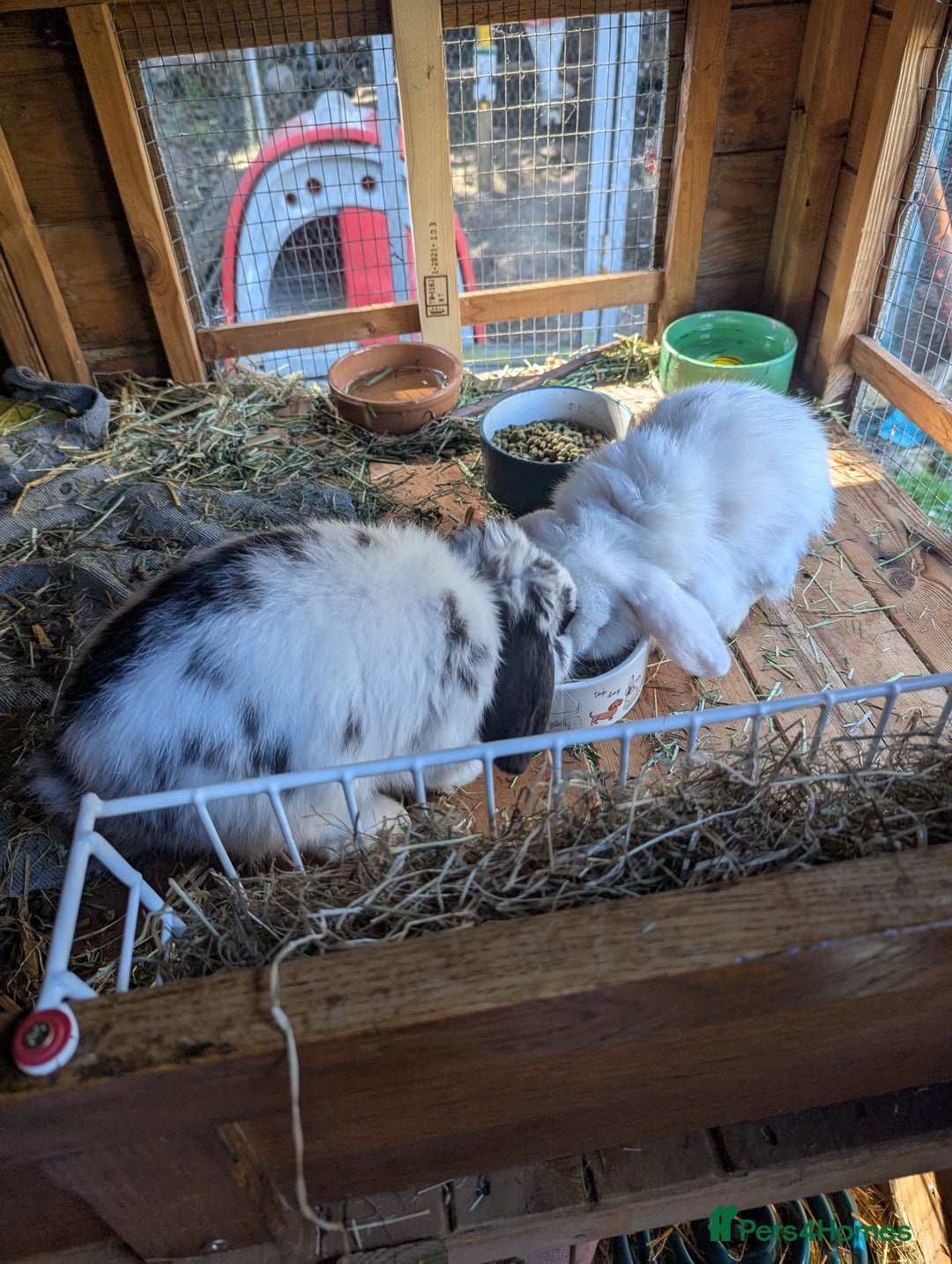 Mini Lop rabbits for sale: Monty and Muffin  - Image 1