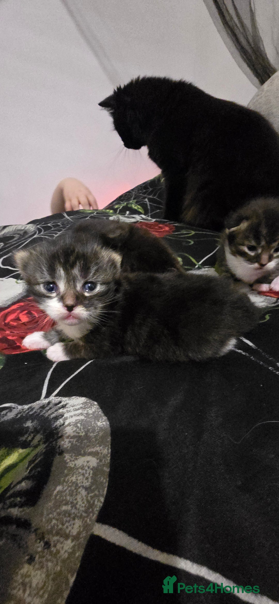 Norwegian Forest Cat cats for sale: Norweigan chubby 3 kittens - Advert 5