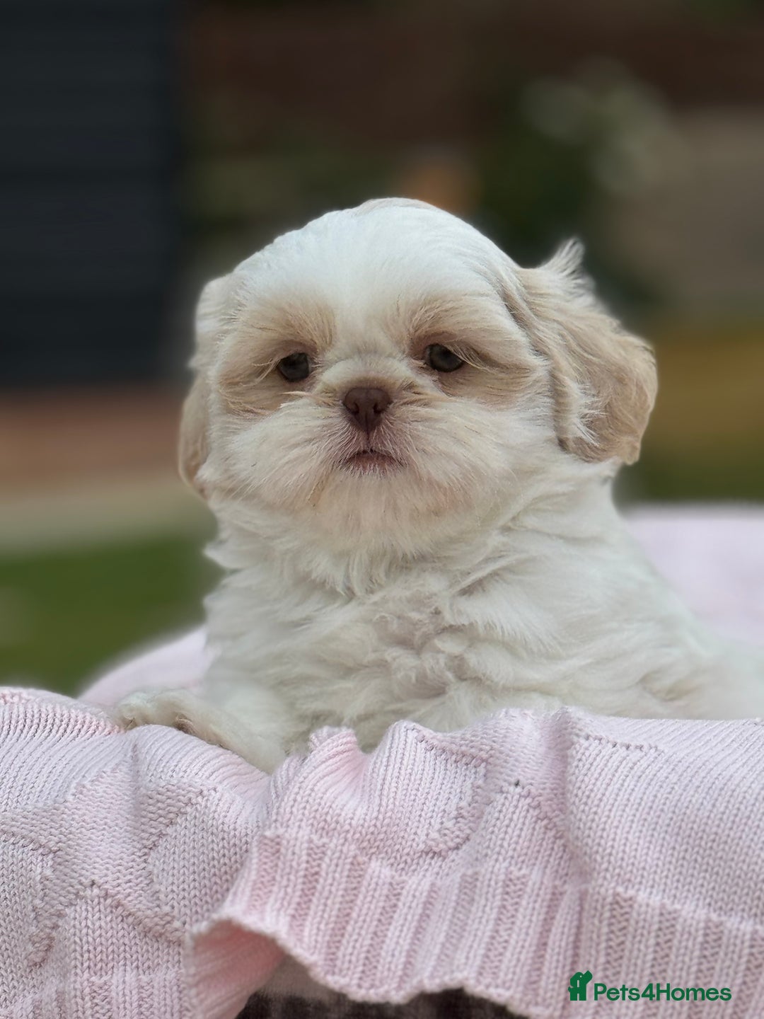 Shih Tzu dogs for sale: Stunning tiny imperial karashishi puppies - Image 14