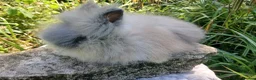 Lionhead rabbits for sale: Stunning DM lionhead baby rabbits - Advert 1