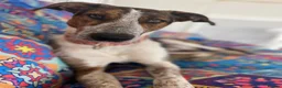 Mixed Breed dogs for adoption: 🐶Rex the perfect pack companion 😍  - Advert 18