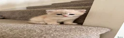 British Shorthair cats for sale: The Tik Tok Party kittens  in Holsworthy - Advert 14