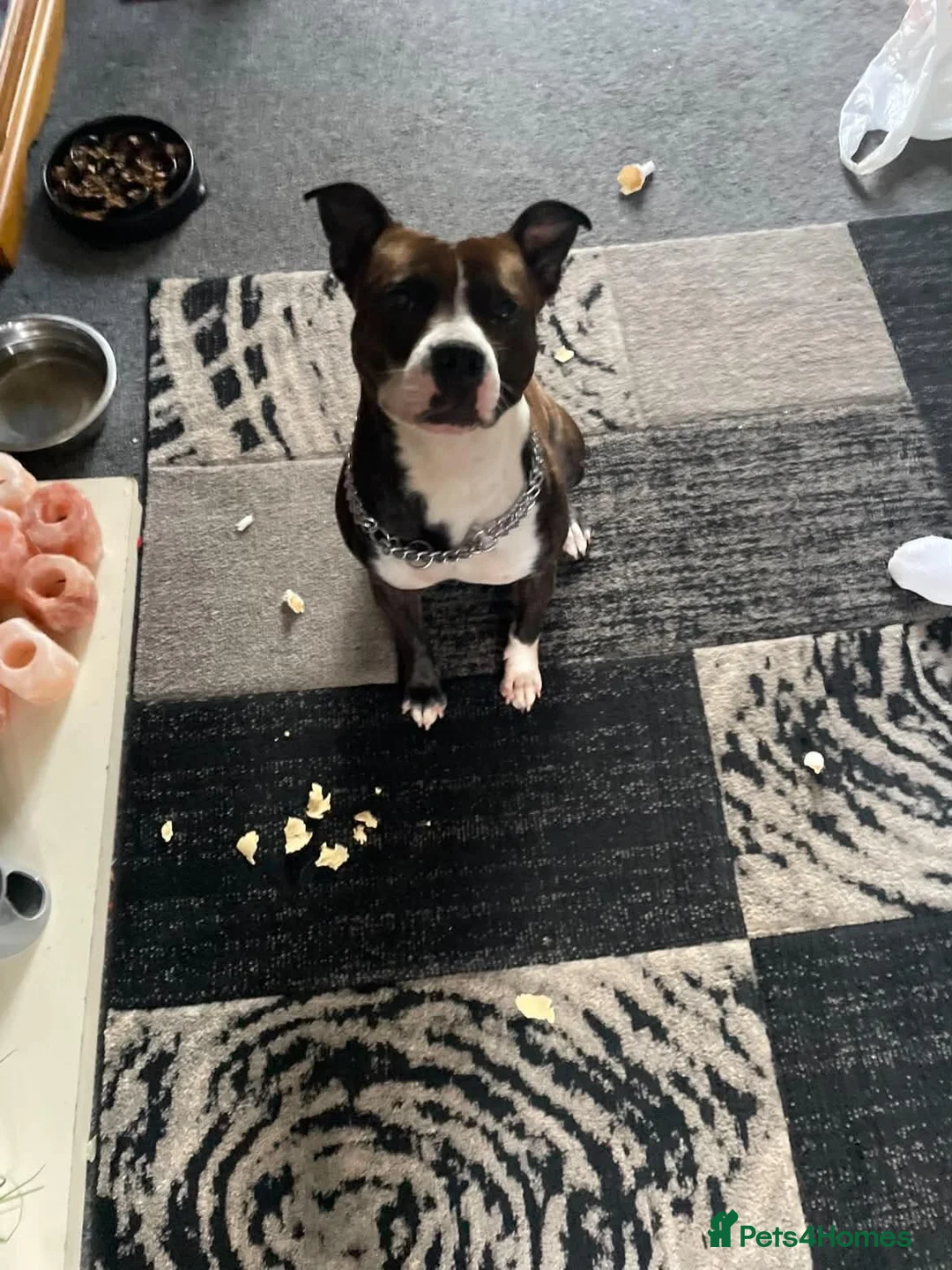 Mixed Breed dogs for sale: Staffordshire bull terrier  in Stoke-on-Trent - Advert 2