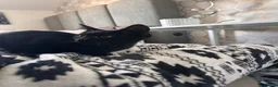 Russian Blue cats for sale: Russian blue cross with BSH in London - Advert 12