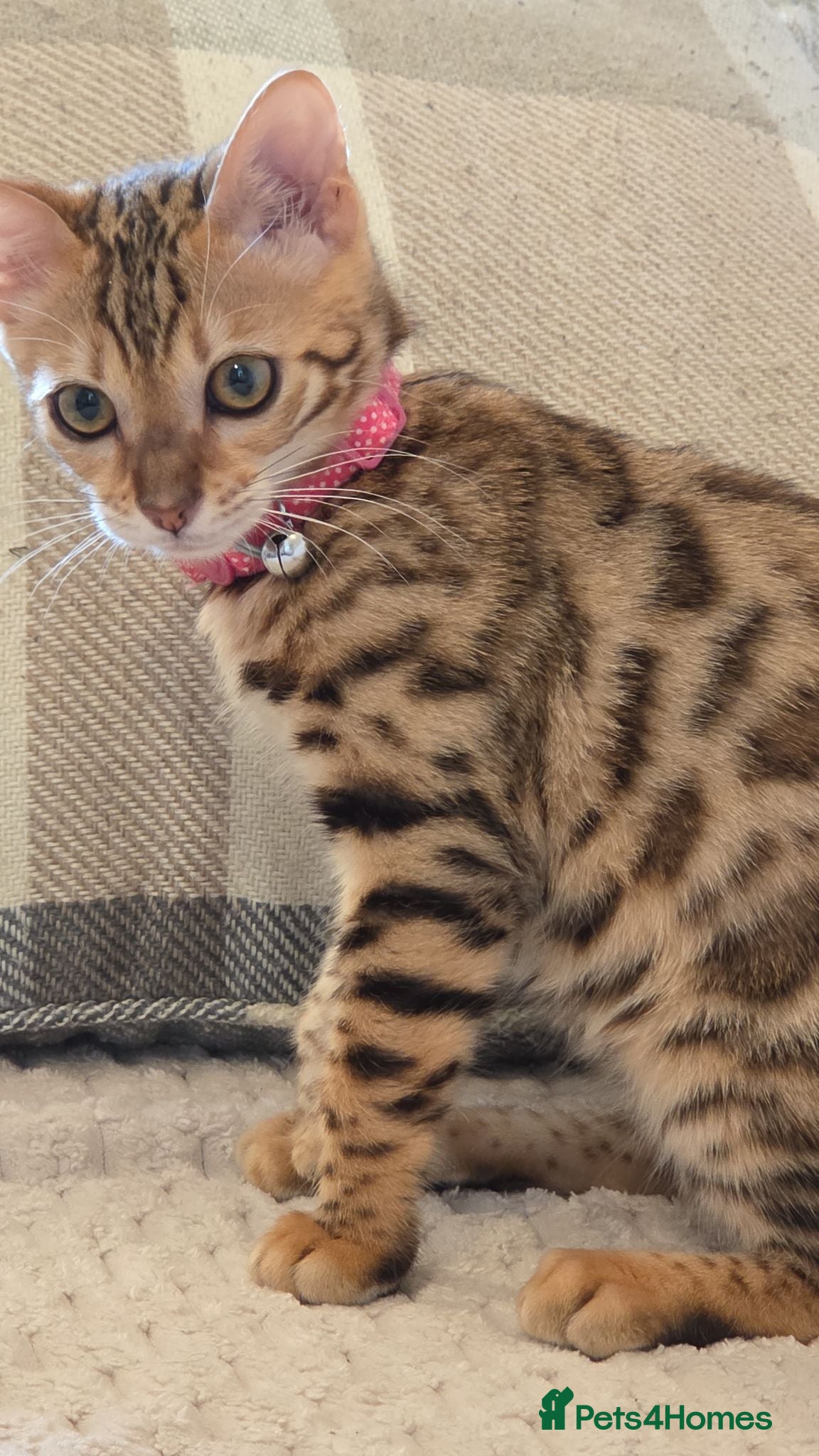 Bengal cats READY NOW FULL BENGAL KITTENS TICA REGISTERED  - Advert 2