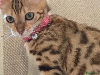 Bengal cats READY NOW FULL BENGAL KITTENS TICA REGISTERED - Advert 2