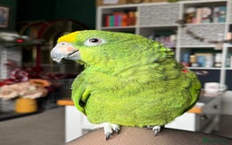 Parrots birds for sale: Yellow crowned Amazon  - Image 4