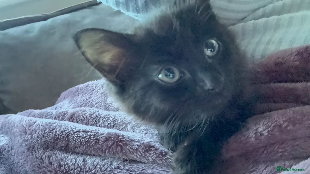 Mixed Breed cats for sale: Baby Skye captured your heart too? - Advert 2