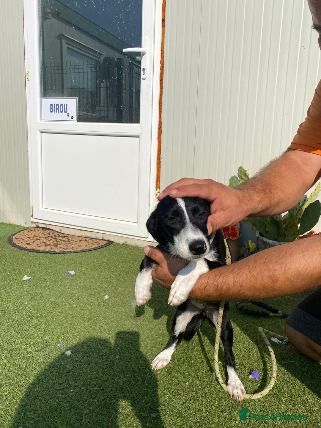 Mixed Breed dogs for adoption: Meet LUNA, a Lovely Puppy Girl - for a Loving Home - Image 38