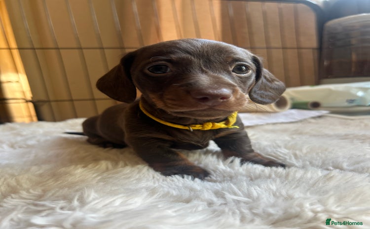 Miniature Dachshund dogs - Advert 15