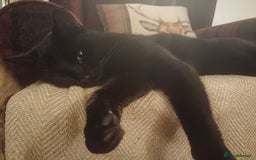 Mixed Breed cats for sale: 6 Lovely and Friendly Cats - Different colours - Advert 32