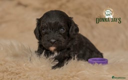 Cavapoo dogs for sale: DonnaJay’sCelebrityK9s EXCELLENT Trustpilot,Google - Advert 6