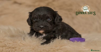 Cavapoo dogs DonnaJay’sCelebrityK9s EXCELLENT Trustpilot,Google - Advert 4